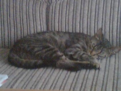 Verkaufe meine kleine katze c. a 10 monate