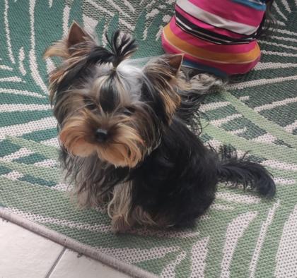 Yorkshire Terrier Rüde