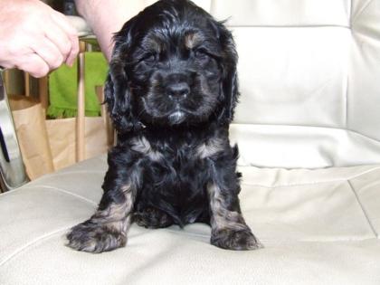 Amerikanische Cocker Spaniel, 5 Stück, geb. 22 Juli 2021