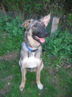 Schäferhund-Mix Stevie