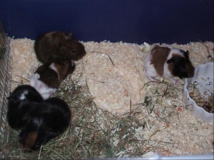 Süße Meerschweinchenbabys abzugeben
