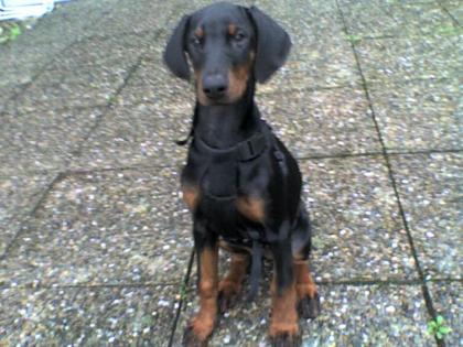 Dobermannwelpen mit Papieren ab Mai 2021 abzugeben