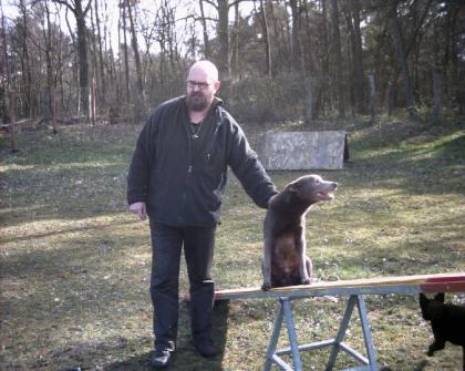 Australian kelpie ohne papiere