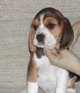 BEAGLE tricolor welpen