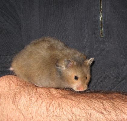 Süße Teddyhamster aus artgerechter, liebevoller Aufzucht