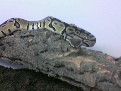 Schöne Königspyton Python Regius