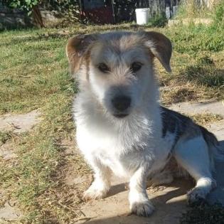 Lexi - ein toller Anfängerhund