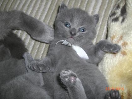 Chartreux-Kartäuser-Katzen mit Stammbaum