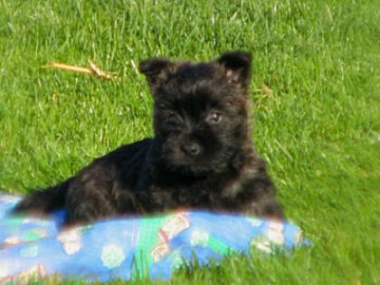 CAIRN TERRIER MÄDEL BIBBY SUCHT LIEBEVOLLE FAMILIE