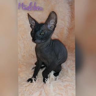 Don sphynx Kitten mit Stammbaum