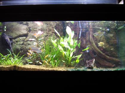 Verkaufe wegen Umzugs Komplettaquarium