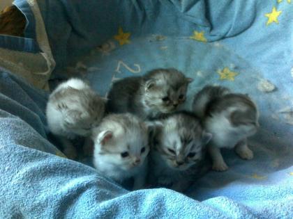 Supersüße Perserkitten mit Nase suchen neuen Dosenöffner