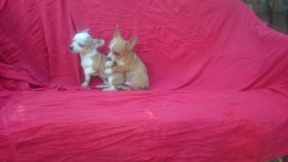 Mini chihuahua