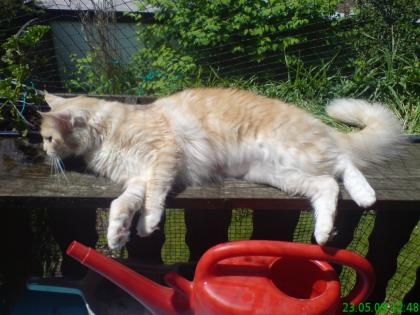 Maine Coon Katze red sylver geb. am 27. 03. 08 kastriert