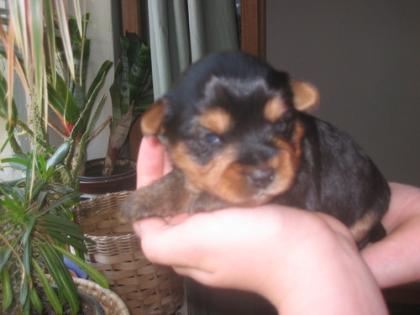 Yorkie-Welpen