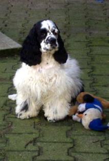 Kimberly s American Cockerspaniel u, engl, Cockerspaniel VDh Zucht