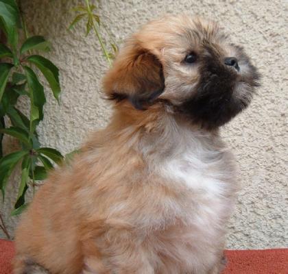 Ein Lhasa apso ist zu verkaufen