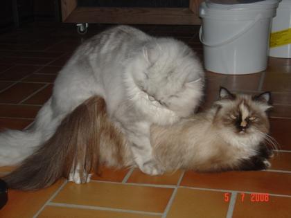 Deckkater