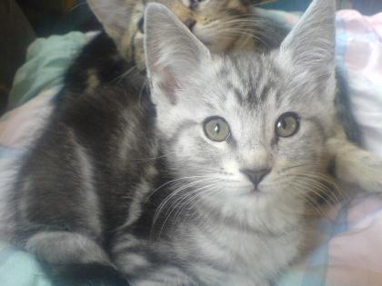 6 süße Main Coon Mix kitten abzugeben