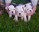 ENGLISCHE JUNGE BULLDOGGE-HUNDE ZUM VERKAUF