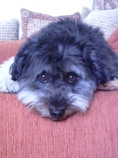 Pudel-/Tibetterrier-Mix