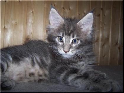 Maine Coon babys