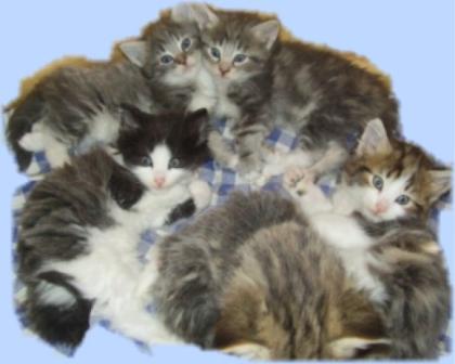 Norwegische Waldkatzenbaby s sehr Typvoll