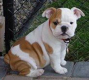 Reizendes Bulldoggenhundchen, das ein Heim braucht