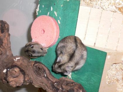 2 schnuckelsüße Dschungarenbabys abzugeben