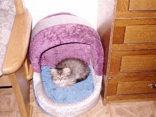 Knuffiger Perserkater mit Nase .