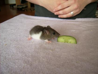 Wir haben Rattenbaby s bekomme