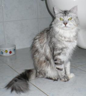 MAINE CCO KATZE EXTREM VERSCHMUST