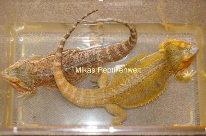 Farbbartagamen NZ 2021 Pogona Vitticeps abzugeben.