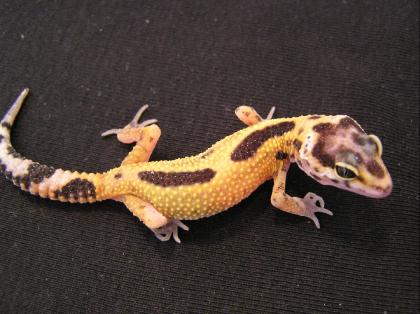 Leopardgeckonachzuchten von 2021