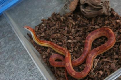 Kornnattern Pantherophis guttatus