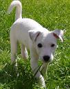 Parson-Jack-Russell-Terrier Welpe mit Papiere