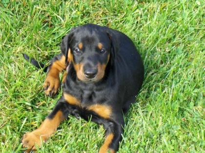 1A Dobermannwelpe Hündin zu verkaufen