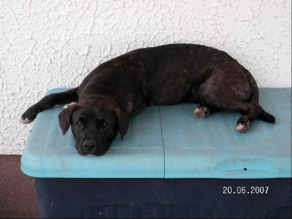 Zwei Französische Bulldoggen-Sib. Huskymixe
