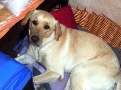 12 Monate alter Labrador