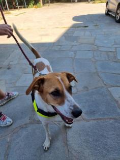 Maja sucht ein passendes Zuhause