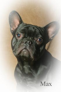 FRANZ. BULLDOGGE DECKRÜDE