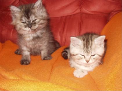 Katzenkinder