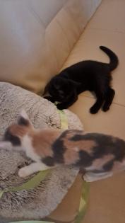 BKH Babykatzen