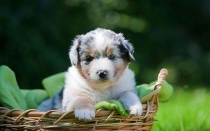 Qualitasvolle Australian Shepherd Welpen