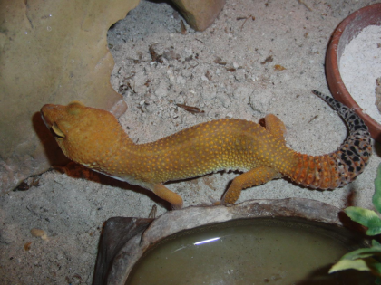 0, 1 Tangerine Tornado Leopardgecko
