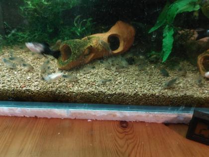 Corydoras similis Nachzuchten