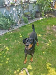 Dobermann Rüde