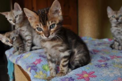Bengal Kitten aus liebevoller, langjähriger Zucht in Snow sowie klassisch black