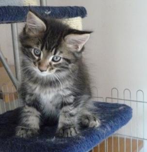Drei Maine Coon Katerchen
