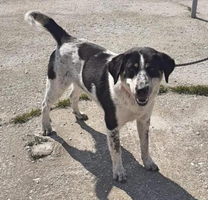 Pongo sucht dringend Pflegestelle oder Endstelle